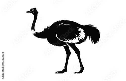 A Realistic Emu Bird Vector Drawing

