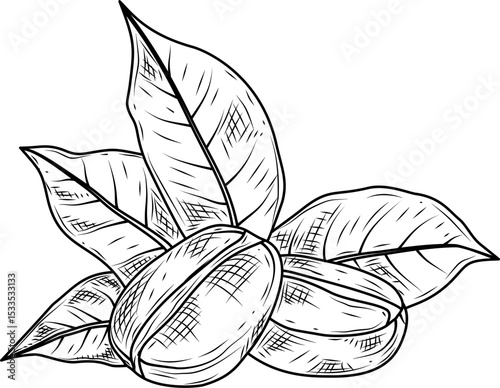 Coffee beans with leaves hand drawn ink sketch vector