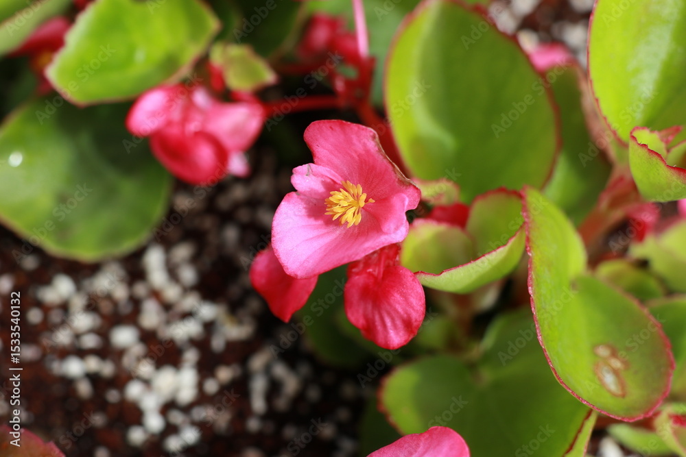 Fototapeta premium 사철베고니아