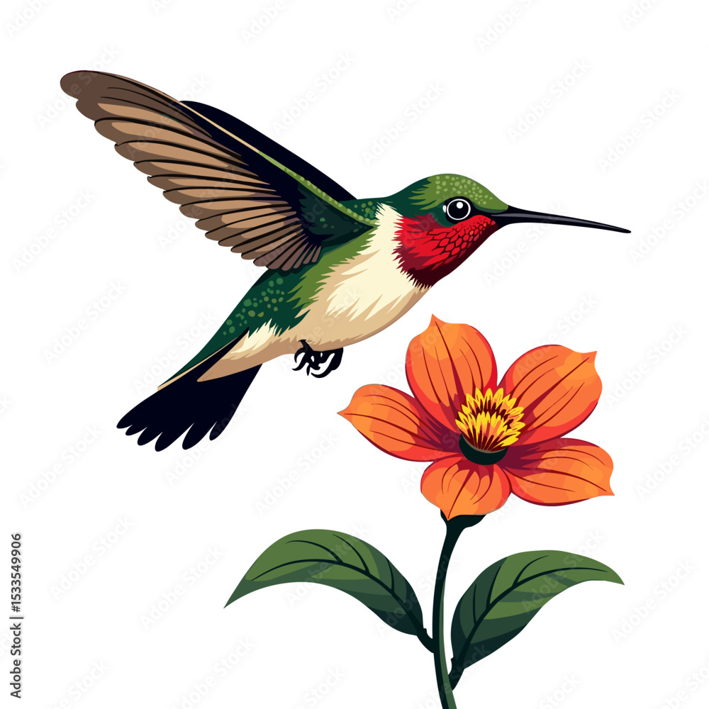 Fototapeta premium Vibrant Vector Illustration of a Ruby-Throated Hummingbird Hovering Near a Blooming Orange Flower