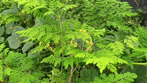Vibrant Green Moringa Plant with Delicate Yellow Flowers