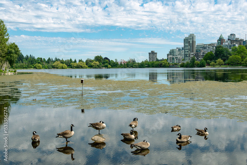 Geese on a Serene Lake with Cityscape Background
