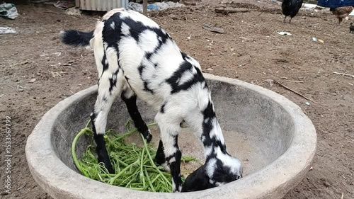 Adorable Black and White Goat Kid Eating Green Grass in a Bowl