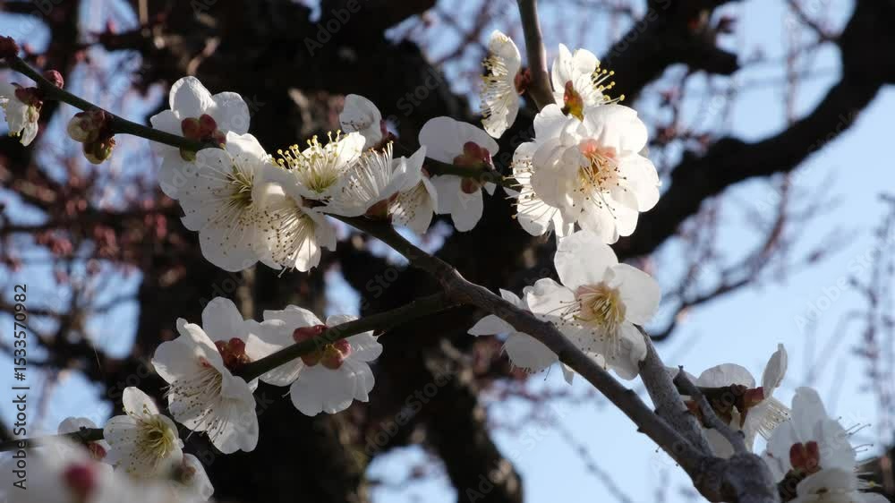 日本、大阪、大阪城、梅、梅林、花、大阪城公园、日本の城、特別史跡、輪郭式平城、天守、庭園、池塘、春、歷史名勝、綠色、風景、青空、写真素材 日本、大阪、大阪城、梅、梅林、花、大阪城公园、日本の城、特別史跡、輪郭式平城、天守、庭園、池塘、春、歷史名勝、綠色、風景、青空、写真素材