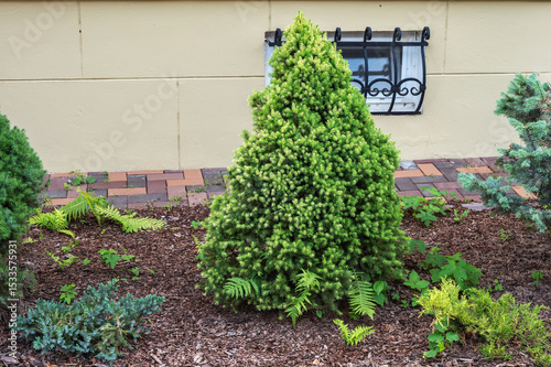 Juniper bush in the garden.