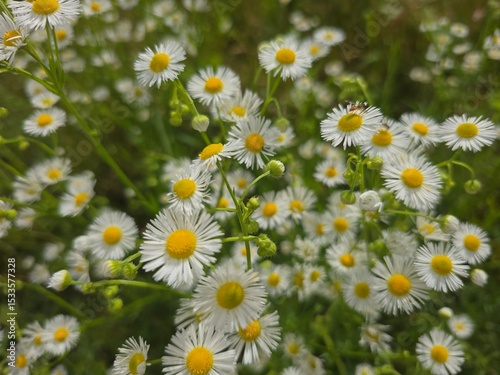 Fototapeta Naklejka Na Ścianę i Meble -  field of daisies