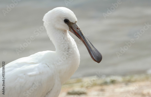 A young Spoonbill, Platalea leucorodia, resting along the edge of a reservoir.