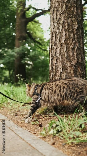 Brown tabby cat is walking with a leash in the forest. park, garden, domestic cat during the outdoor walk.