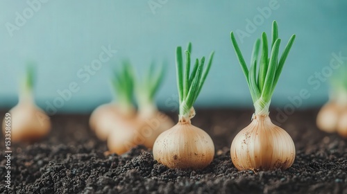 Young onion bulbs sprouting green leaves in rich soil with a blue background.