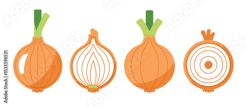 Illustration of Onions Stages Whole Halved and Sliced