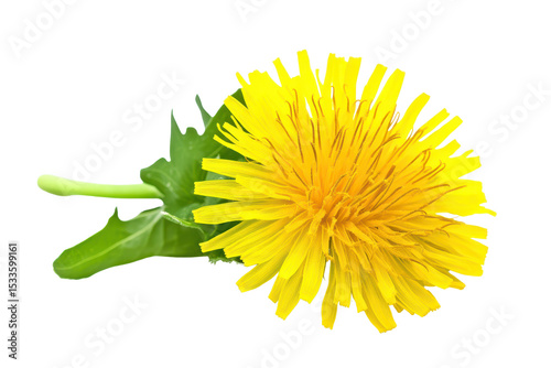 Bright yellow dandelion flower isolated on a clean white background showcasing vibrant petals and green leaves with natural beauty © Amena
