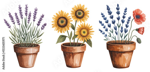 Three watercolor flower pots lavender sunflowers poppies
