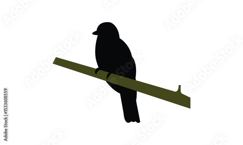 Amazonian trogon bird Silhouette Design  And Vector Illustration. 

