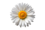 daisy flower isolated on white background png