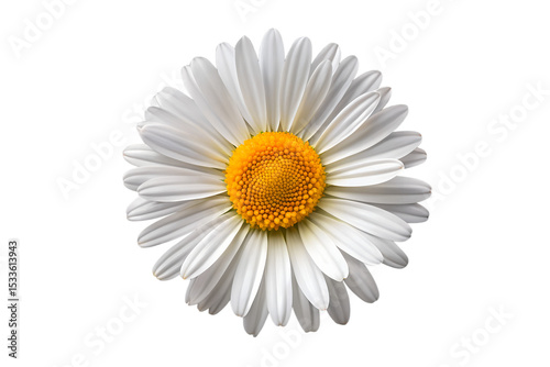 daisy flower isolated on white background png