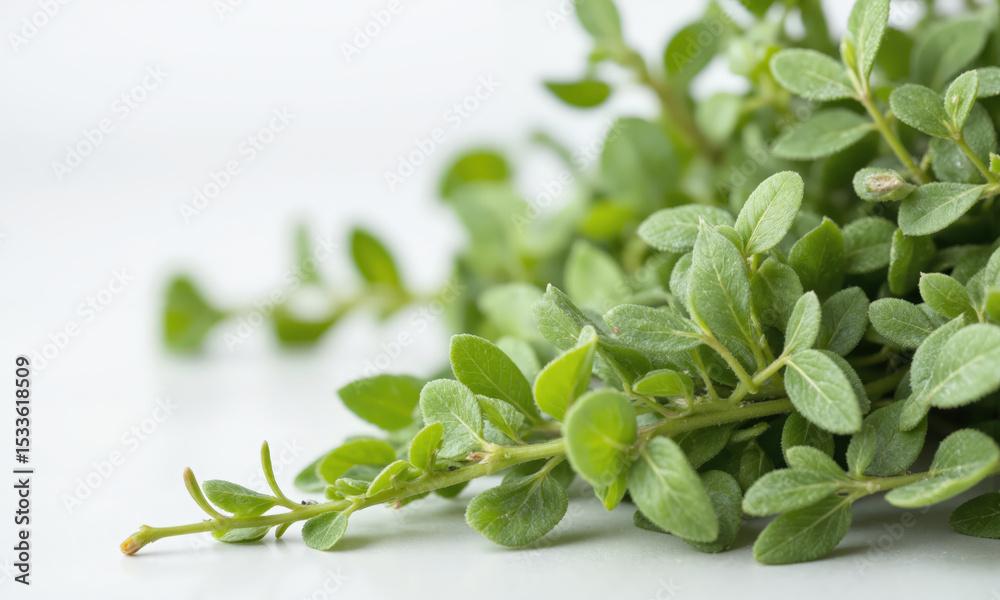 Marjoram (Origanum majorana) Aromatic herb with oval, green leaves, often used in Mediterranean and Middle Eastern cooking. It is commonly Marjoram (Origanum majorana) Aromatic herb with oval, green leaves, often used in Mediterranean and Middle Eastern cooking. It is commonly