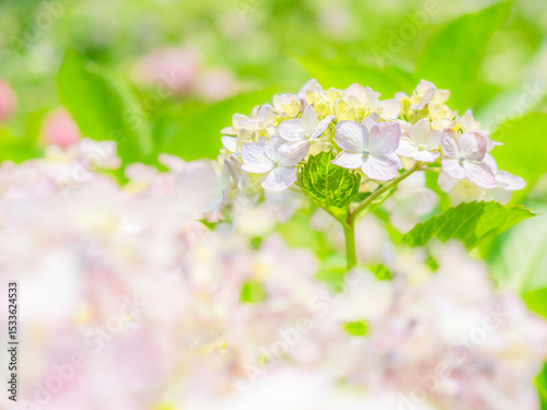 梅雨から初夏の公園や花壇を彩るアジサイのある風景。木漏れ日の光でボケた景色。ぼんやりした花畑のイメージ