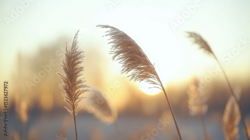 Close Up Golden Grass On The Meadow with Sunset Background In Summer