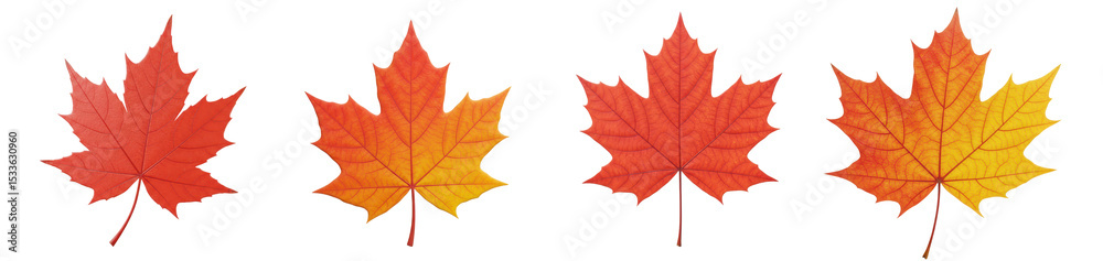 Obraz premium Autumn orange maple leaves collection, isolated background