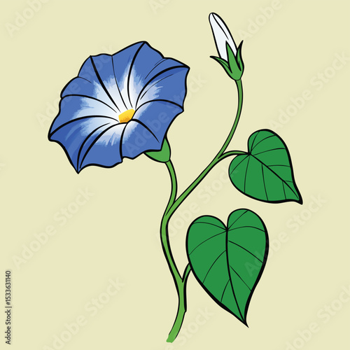 Beautiful single morning glory in full bloom, perfectly formed and symbolizing new beginnings.