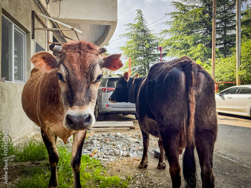 Brown cow and black cow stand calmly on a village street near parked cars, blending rural charm with everyday urban surroundings.