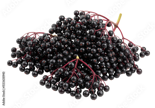 Elderberries: Close-Up of Ripe Berries and Stems on white background