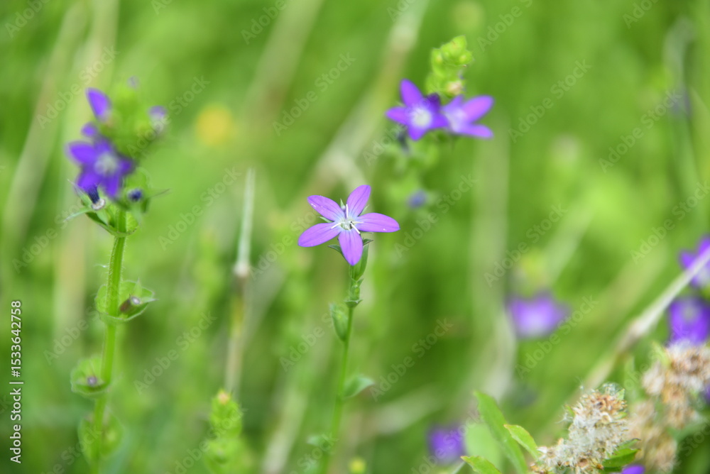 Fototapeta premium 野原に咲く紫の花
