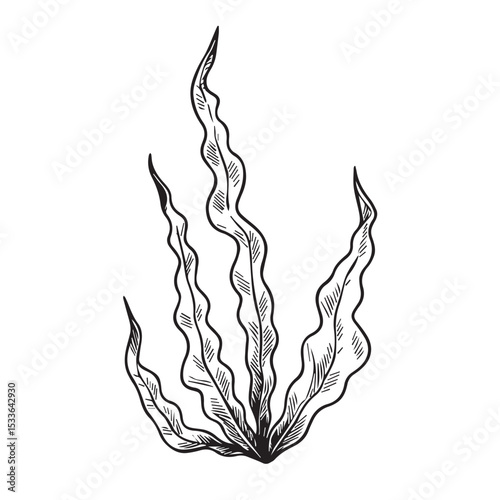 Vector line illustration of seaweed
