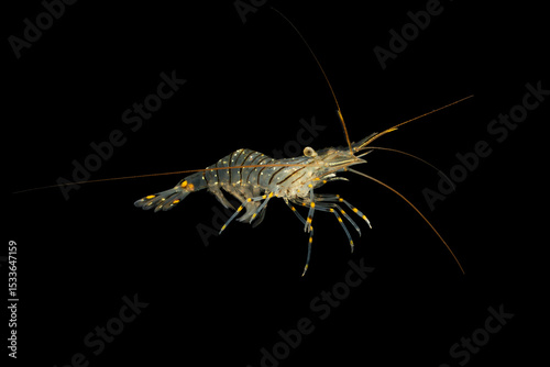 Pacific grass shrimp (Palaemon pacificus) juvenile, TL:30mm