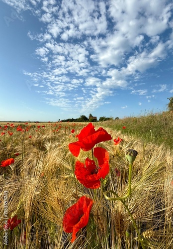 golden wheat field with red poppies in summer with blue sky