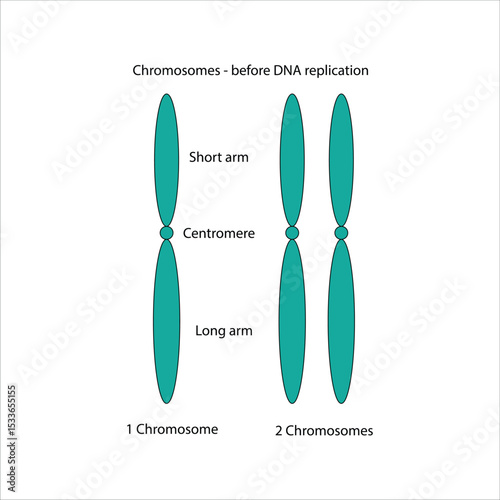 Chromosome Structure Before DNA Replication