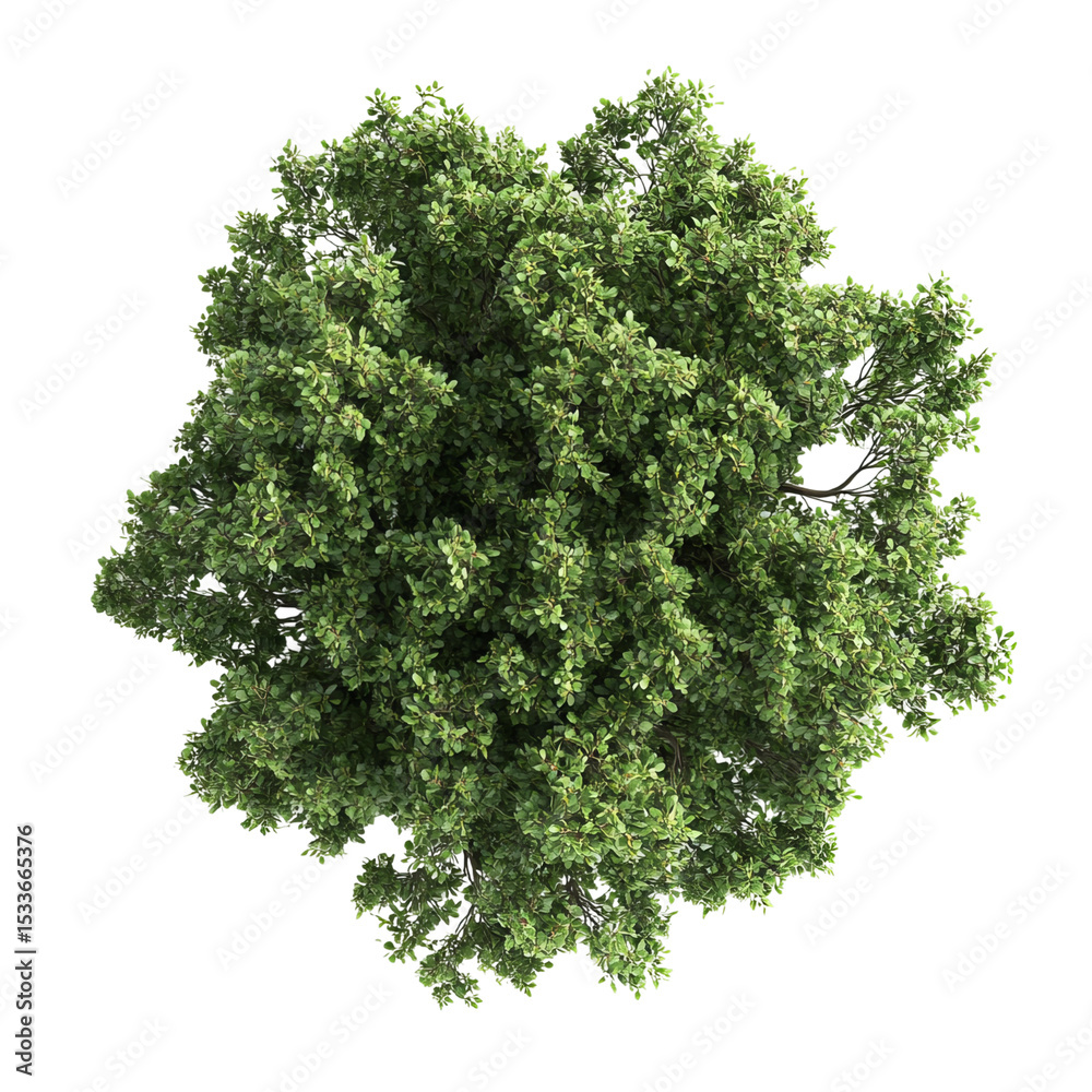 Obraz premium green tree isolated on white background