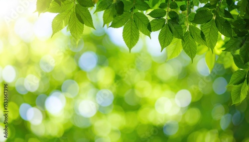 Vibrant green leaves in sunlight nature scene outdoor environment soft focus viewpoint serenity concept