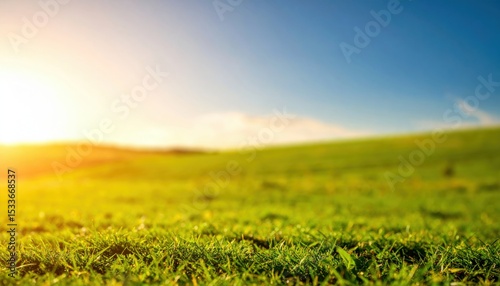 Morning sunlight illuminates vibrant green grass field nature landscape photography peaceful rural setting