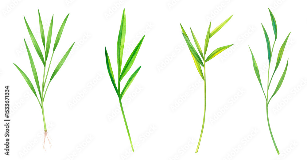 Fototapeta premium Four varieties of fresh herbs showcasing their vibrant green leaves.