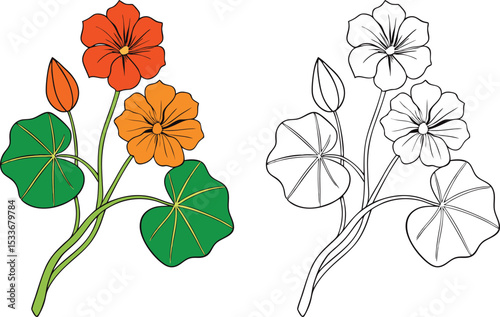 Colorful Orange and Green Nasturtium Flower Vector Illustration with Outline Version
