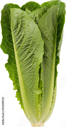 Crisp, vibrant romaine lettuce showcases its texture and color.