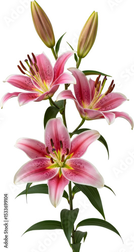 Elegant pink stargazer lilies bloom with grace and beauty.