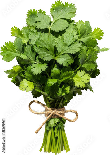 Fresh cilantro bunch tied with twine, ready for cooking use