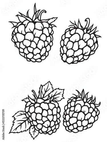 fresh raspberries .eps