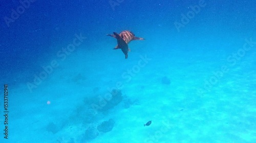 Wallpaper Mural Underwater world with Nurse Shark in the Tropical at Maldives Torontodigital.ca