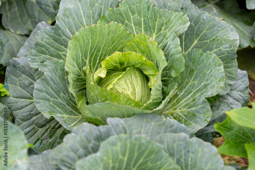 Cabbage garden with organic vegetables Cabbage garden with organic vegetables