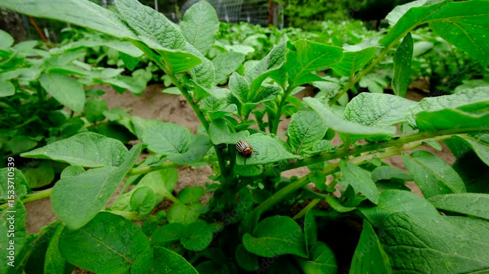 custom made wallpaper toronto digitalClose up of invasive pest potato beetle positioned in the middle of plant ready to chew it while moving camera away revealing rows of healthy potatoes growing in mounds of soil rich in sand