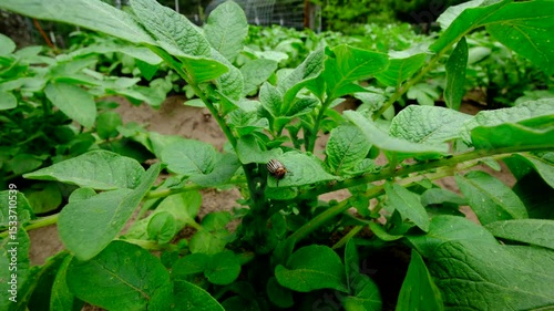 Wallpaper Mural Close up of invasive pest potato beetle positioned in the middle of plant ready to chew it while moving camera away revealing rows of healthy potatoes growing in mounds of soil rich in sand Torontodigital.ca