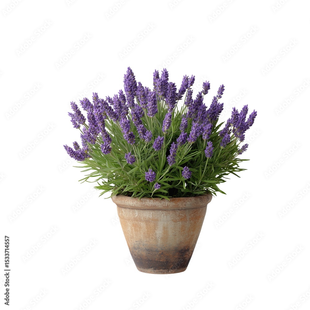 Vibrant flowering Lavender houseplant arrangement isolated on white background and transparent background for a decorative pot indoor gardening inspiration for a cozy plant nook Vibrant flowering Lavender houseplant arrangement isolated on white background and transparent background for a decorative pot indoor gardening inspiration for a cozy plant nook