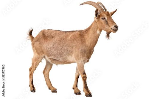 Brown Goat Standing Side View with Curved Horns Isolated on Transparent Background