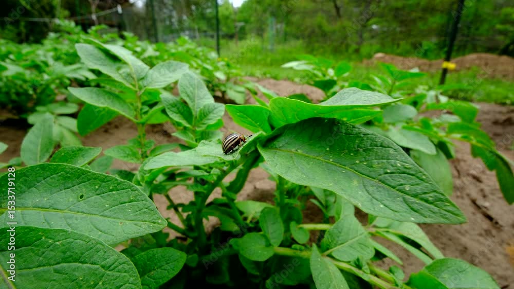 Close up of invasive beetle bug sitting on young potato plant leaves ready to chew in while moving camera away revealing more rows of vegetables growing in mounds of sand in orchard garden