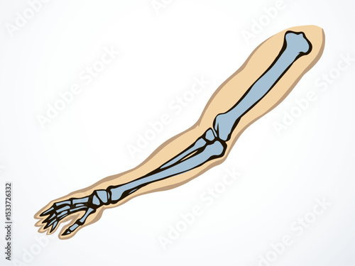 Vector drawing. Bones of the arm and shoulder