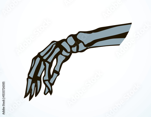 Vector drawing. Bones of the hand