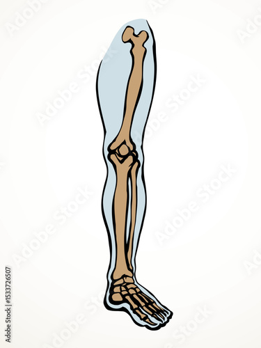Vector drawing. Bones of the leg